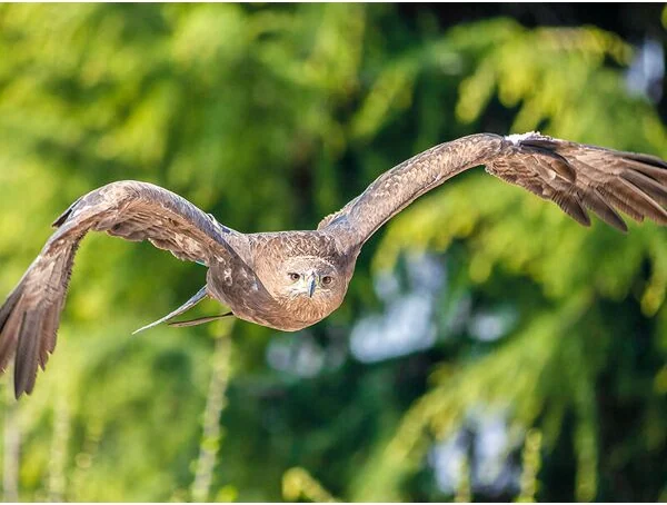 Smartbox Esperienza di falconeria con spettacolo e visita ai rapaci a Cividale del Friuli